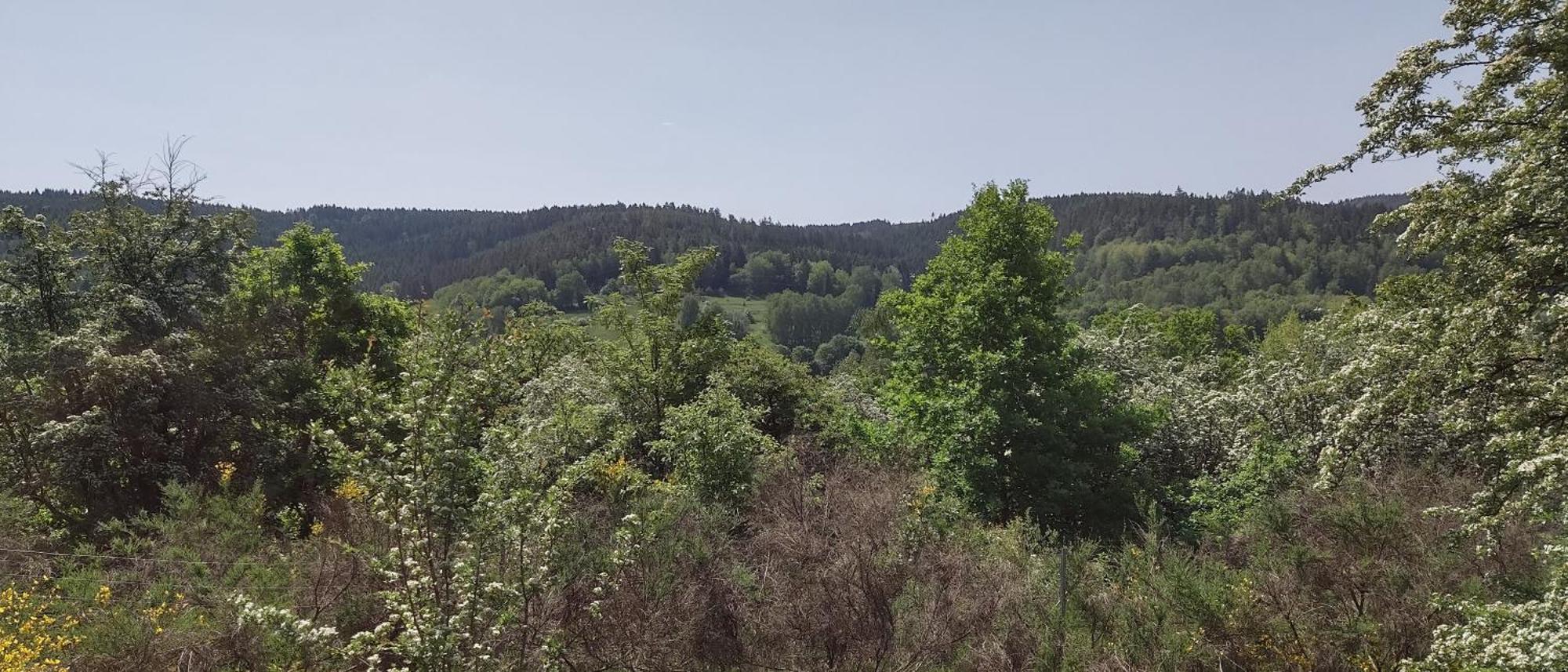 Sessles Waldhaeusschen Dietzhausen Suhl Esterno foto
